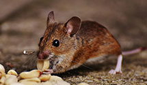 hoarding-cleanup-pest-control Experts in Batesville